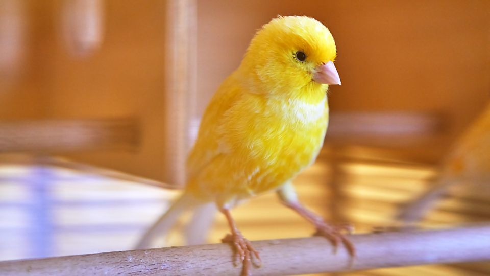 kanari Családbarát madárfajták otthonra: A tökéletes szárnyas társak